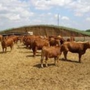 Коровы Голштинская молочная и Волынская мясная породы. фото