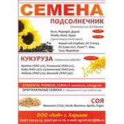 Семена подсолнечника Тиса (Укр) купить, цена опт фото