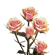 Срезанный цветок Роза кустовая Ilse