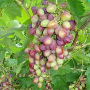 Саженцы винограда Аркадия розовая фото