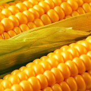 Фуражная кукуруза украинского происхождения соответствует ГОСТу 4525:2006