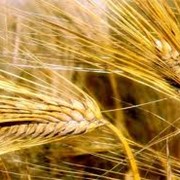 Пшеница первого класса, пшеница, Пшеница первого класса фотография