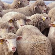 Живые овцы