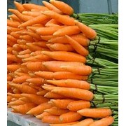 Морковь сорт Каскад, позднеспелый сорт фото