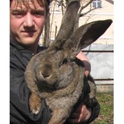 Продажа Кроликов-Гигантов породы Немецкий Ризен
