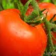Помидоры, томаты круглые и сливка, Херсон фото