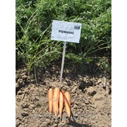 Семена моркови Нантес 1,6-1,8 100 000 семян Романс F1 Bayer
