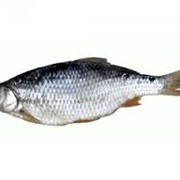 Вяленая рыба Плотва