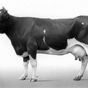 Разведение коров фото