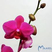Орхидея Фаленопсис флорезенсис Вивальди -- Phalaenopsis floresensis Vivaldi фото
