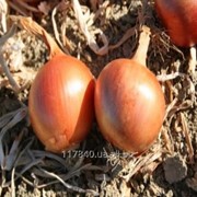 Семена лука, Империос F1, Lark seeds, упаковка (100 000 сем.) фотография