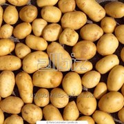 Картофель сверхранний фото
