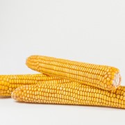 Семена кукурузы ПОЛТАВА