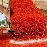 Упаковка продуктов питания в порционную упаковку, производство томатной пасты.ПродАгроСервис ПТП c ИИ. Херсон Украина фото