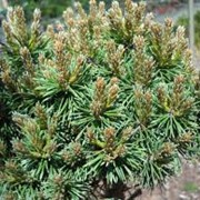 Сосна горная Pinus mugo Paradakissen Штамб km40cm,10-15cm,Ko 2,0 l