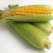 Семена гибридов кукурузы: Краснодарский 194 МВ ФАО-190