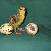 Инкубационное яйцо фото