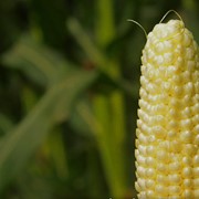 Семена кукурузы,продажа,доставка,вся Украина фото