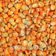 Кукуруза AS33002, семена посевной кукурузы Любава 270 МВ