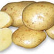 Картофель сорт Каратоп