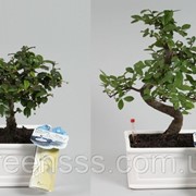 Бонсай микс -- Bonsai mixed фотография