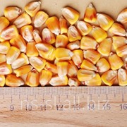 Семена кукурузы Солонянский 298 СВ фото