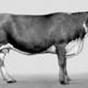 Скот крупный рогатый молочный (КРС) фотография
