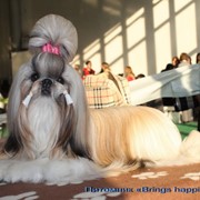 Груминг, стрижка, подготовка к выставке фото