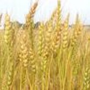 Семена озимой пшеницы Галина