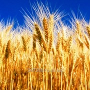 Яровая пшеница “Дарья“ фото