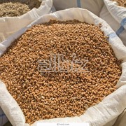 Продажа пшеницы от производителя