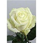 Розы Алтайские чайно-гибридные Аваланж фотография