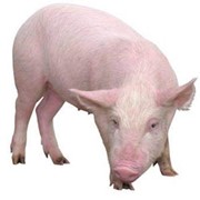 Комбикорм откормочный полнорационный для свиней от 6 мес. фото