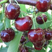 Саженцы вишни Подбельская, вишня Чернокорка фото