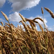 Зерновые, бобовые и крупяные культуры. Пшеница фото