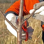 Обрезка плодовых деревьев фото