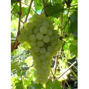 Виноград сорт Сурученский белый фото