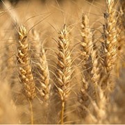 Зерновые культуры: пшеница, ячмень, кукуруза, просо, сорго и др