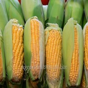 Кукуруза НС-2012 (Нертус Агро) фотография