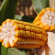 Кукуруза ЛГ3258 урожай 2014