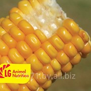 Семена кукурузы LG 22.44 фото