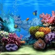 Морские аквариумы фотография