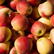 Продукты питания яблоки сорта "Гала"