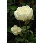 Цветы живые, Розы белые оптом, Поло белая роза, Polo WHITE Roses, розы плантации Agrinag, Эквадорские цветы купить Винница фото