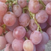 Саженцы винограда Анюта фото