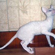 Котики корниш рекс, из питомника в Краснодаре. фото