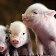 Комбикорм для свиней. фото