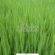 Семена газонных трав