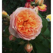 Саженцы однолетних роз Froufroutante Jackie фото