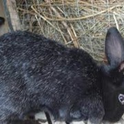 Кролики мясной породы фото